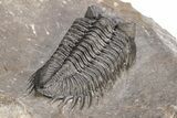 Coltraneia Trilobite Fossil - Huge Faceted Eyes #216506-4